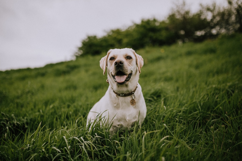 biały pies siedzący na wysokiej trawie
